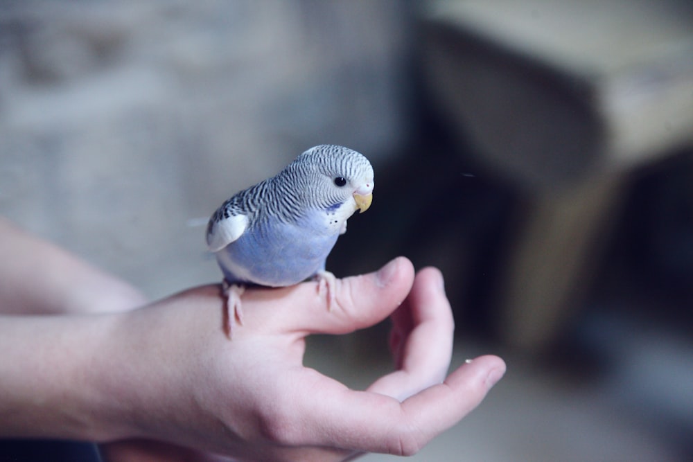 blue parakeet on hand