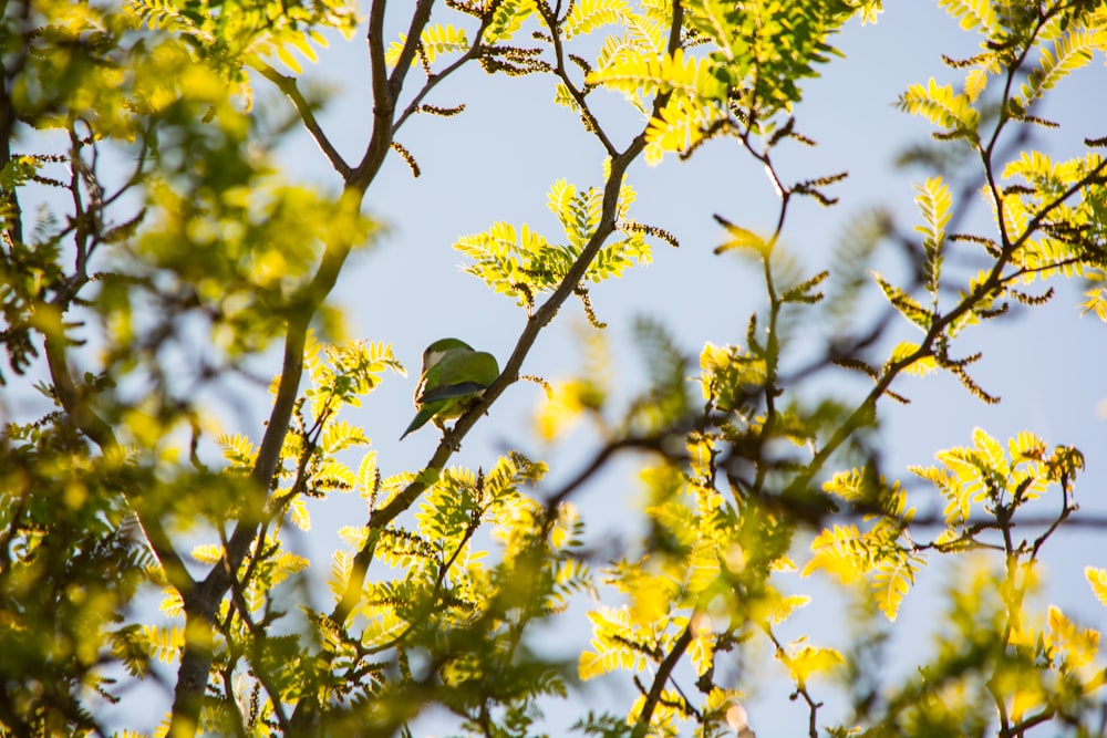 green bird perched on green leaf branch during day