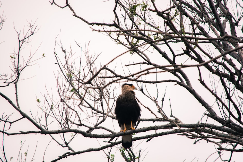 black bird on tree branch