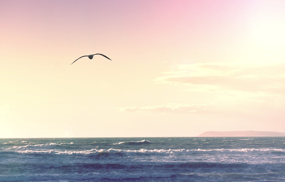 bird flying over body of water