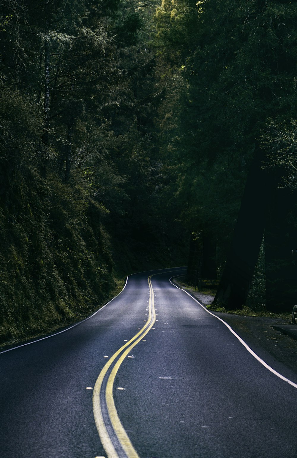 blacktop road surrounded by green leafed trees