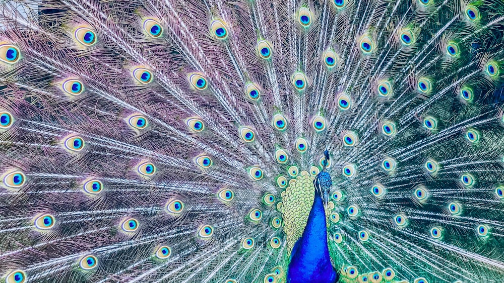 male peacock photo