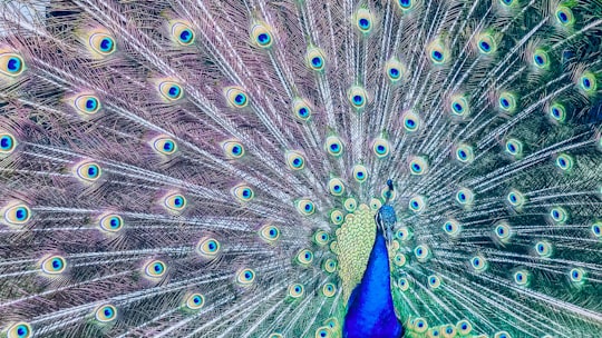 male peacock photo in Austin United States