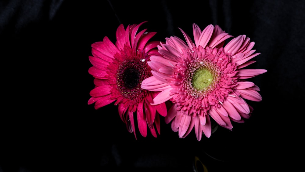 Selektive Fokusfotografie von Blumen