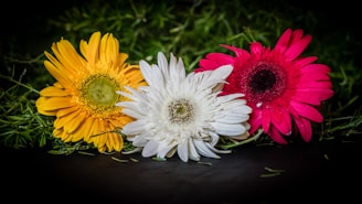 A delicate arrangement of three pink gerbera daisies symbolizing love and unity.