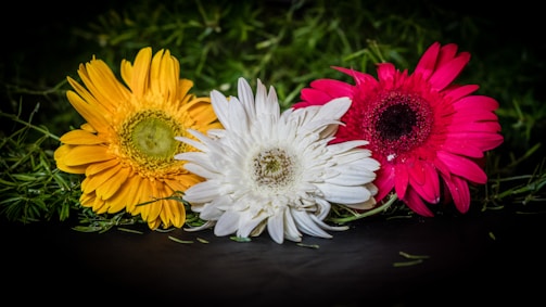 A delicate arrangement of three pink gerbera daisies symbolizing love and unity.