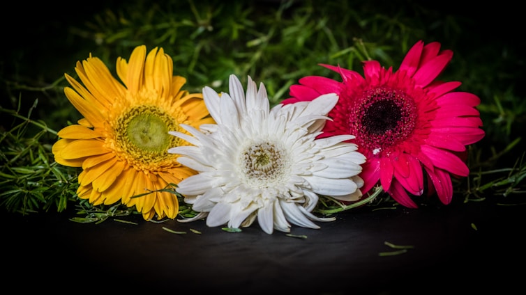 A delicate bouquet of three vibrant gerbera daisies symbolizing love and unity.