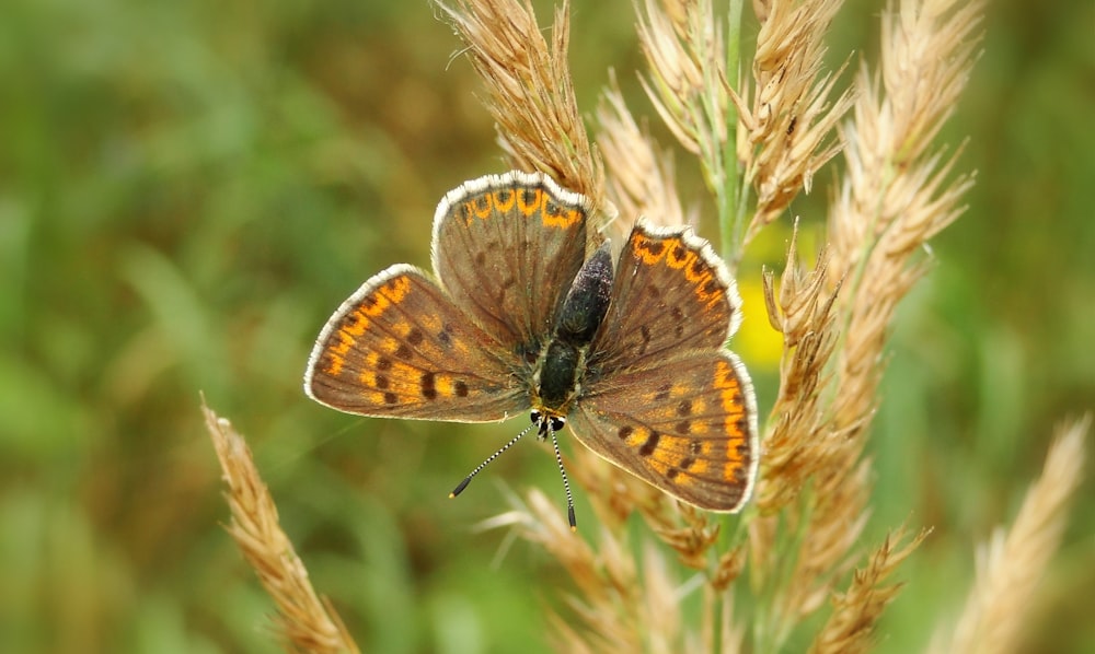 butterfly perched on wheat