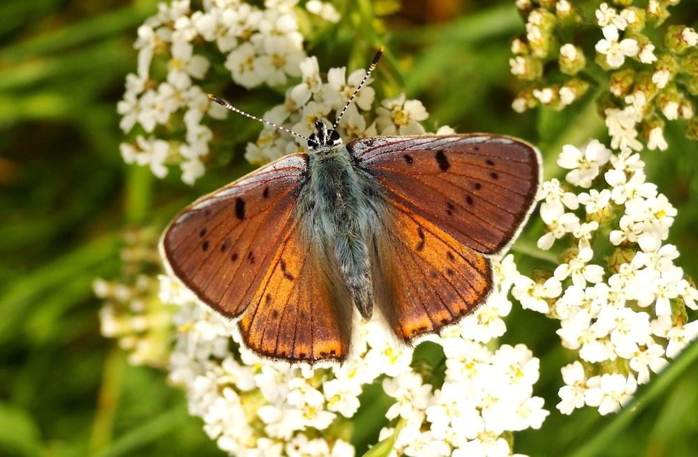 brown butterfly perched on flowers