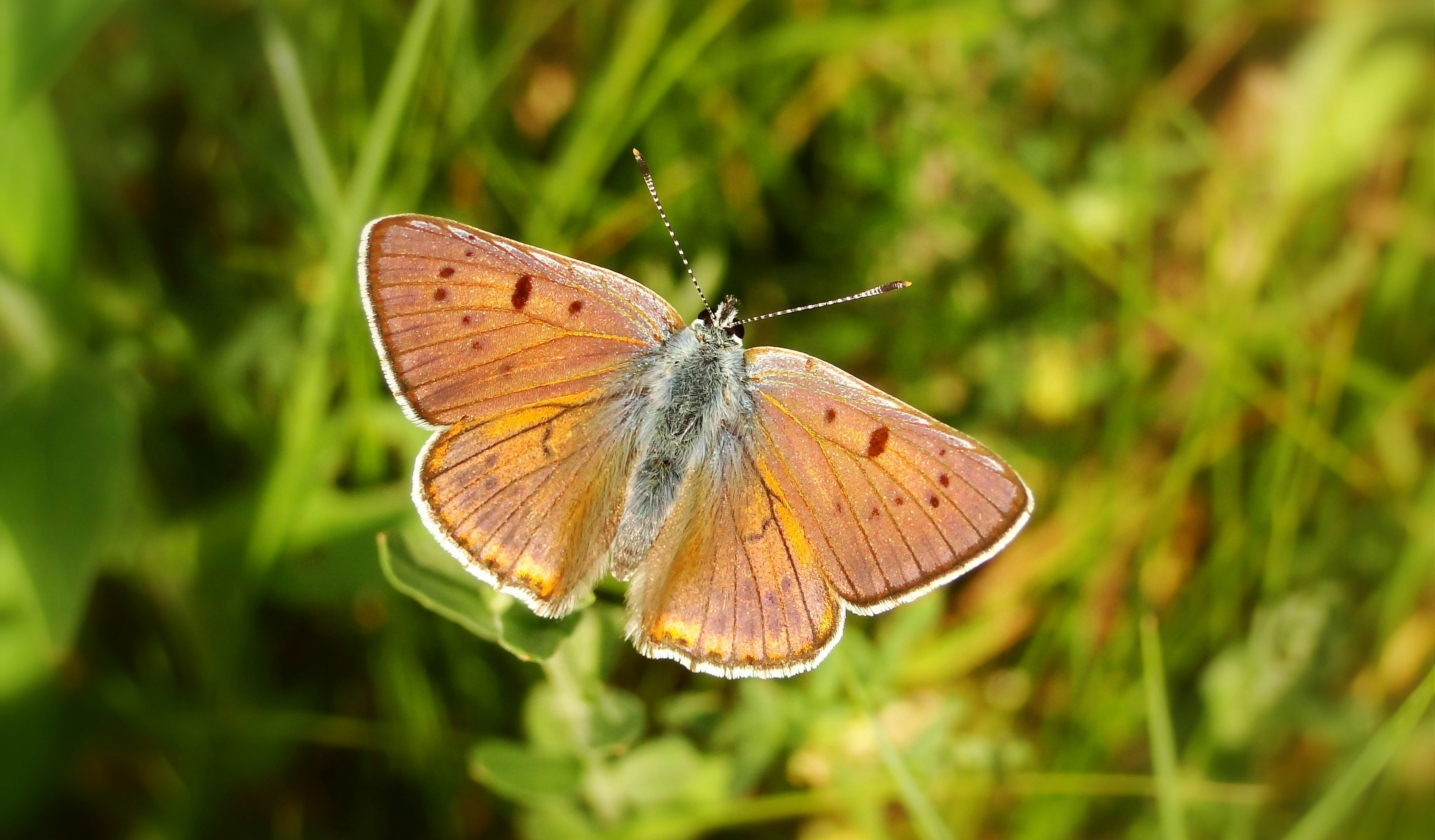 Brown butterfly flying photo Free Butterfly Image on Unsplash
