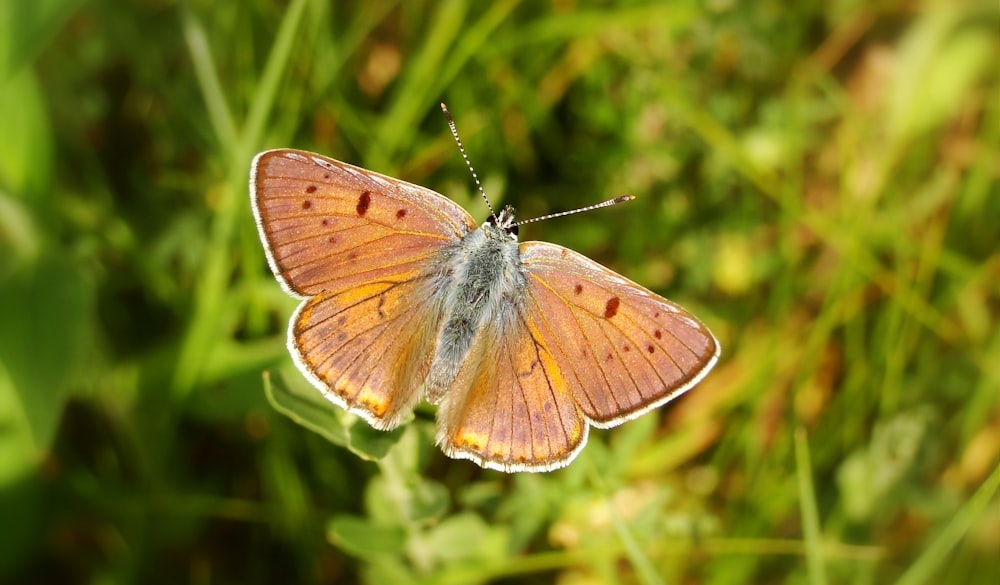 brown butterfly flying