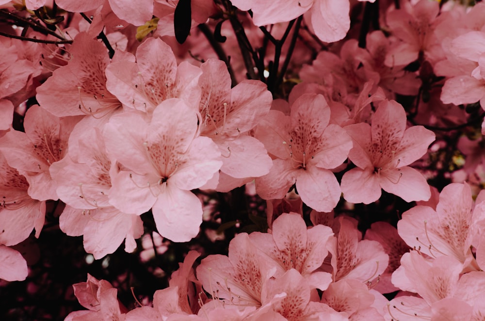 pink petaled flowers