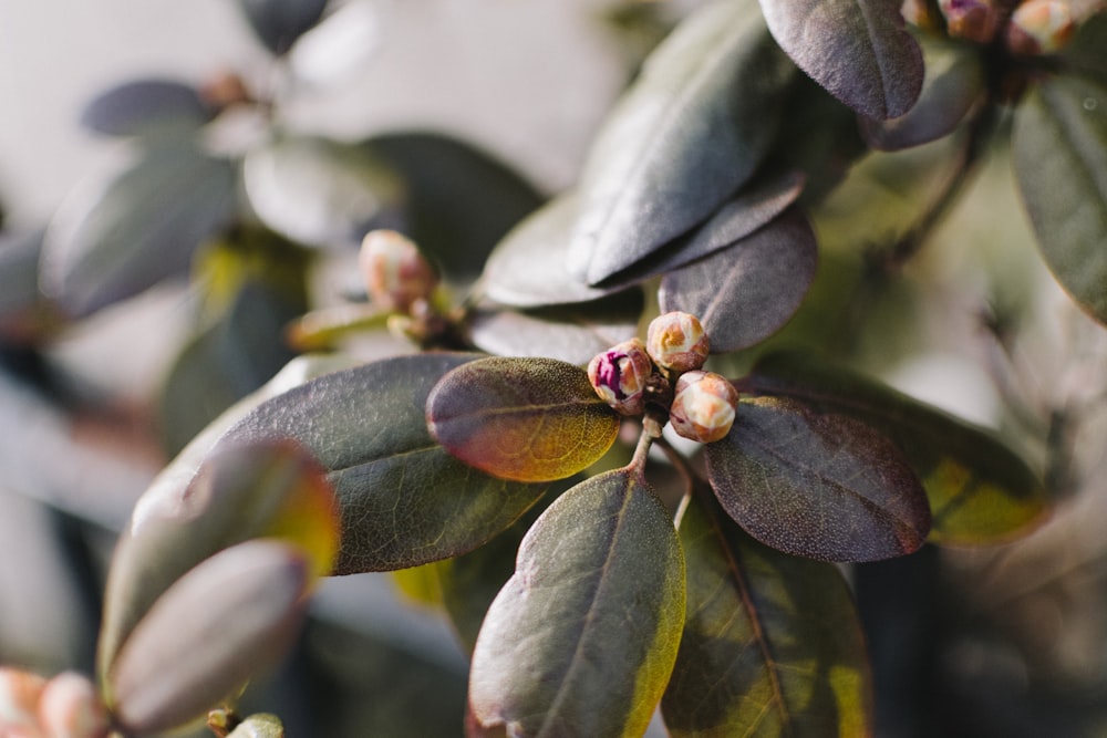 green leafed plant