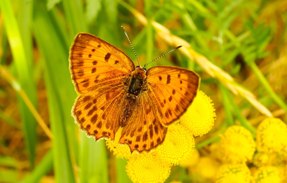 yellow moth on flower