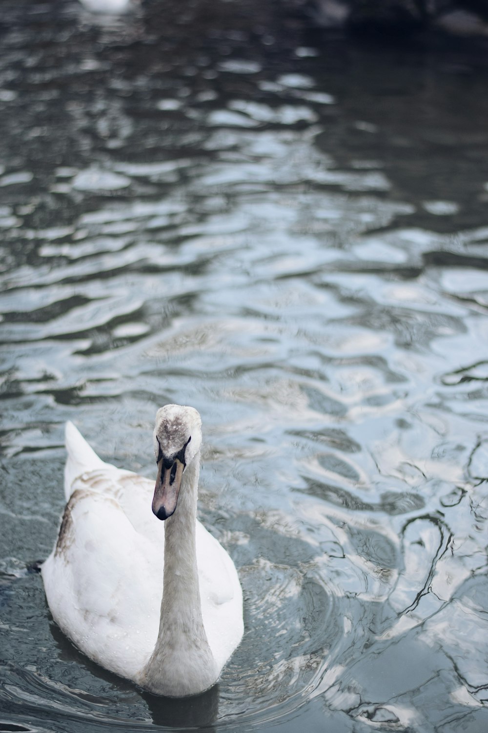 white duck in body of water