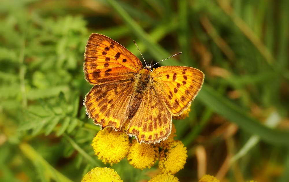 lady painted butterfly