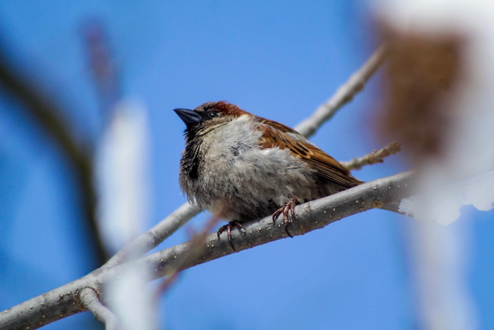 macro shot of white and brown bird