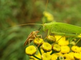 A green grasshopper is interacting with a small, brown beetle on vibrant yellow flowers. The scene is set against a blurred green background, enhancing the focus on the insects and flowers.