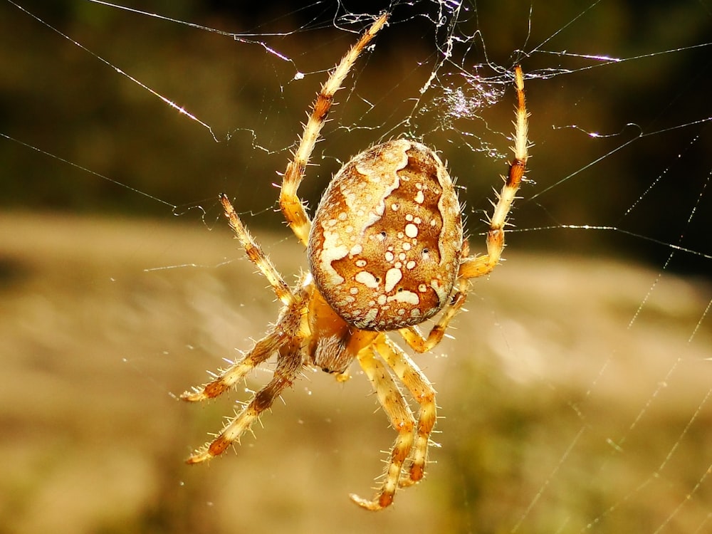 shallow focus photo of brown sipder on web