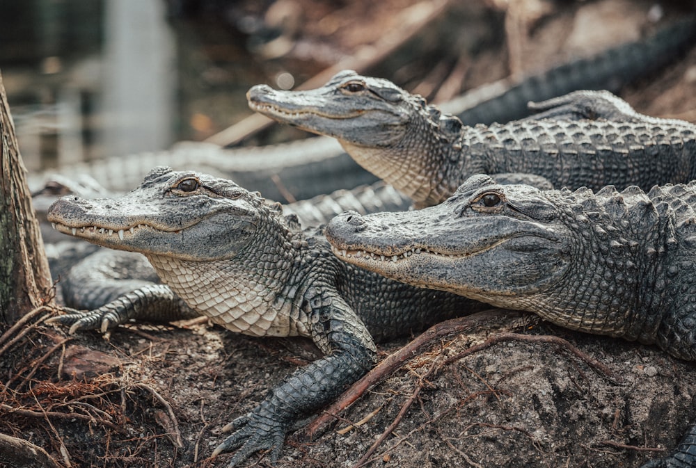 Krokodile auf brauner Erde