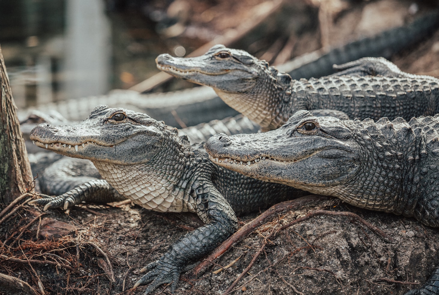 Behavior and ecology  Crocodiles