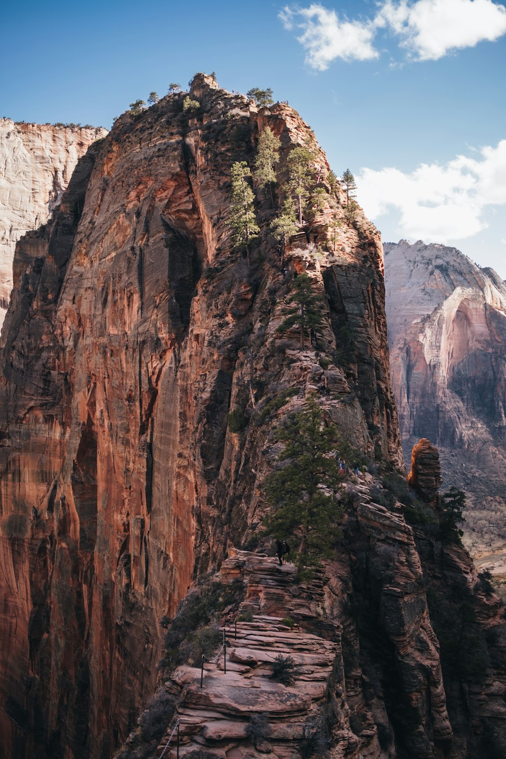 trees on cliff