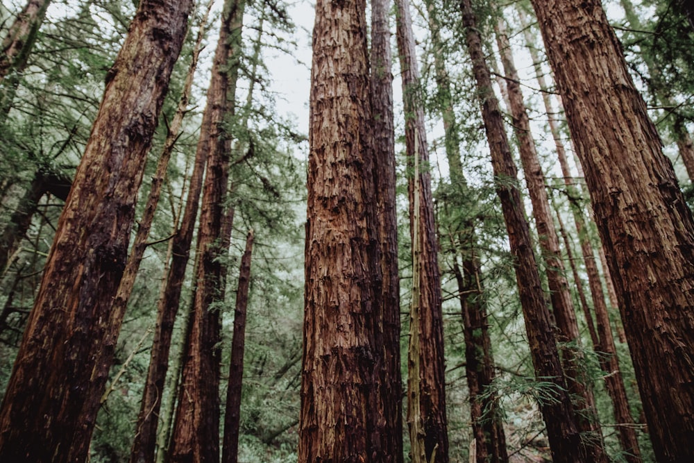 alberi nella foresta durante il giorno