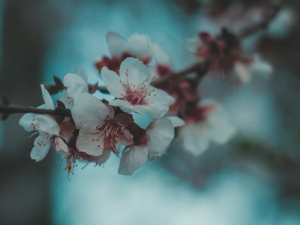 photo focalisée d’une fleur aux pétales blancs