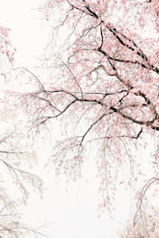 black and white trees