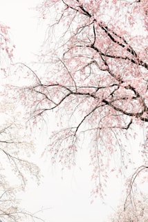 black and white trees