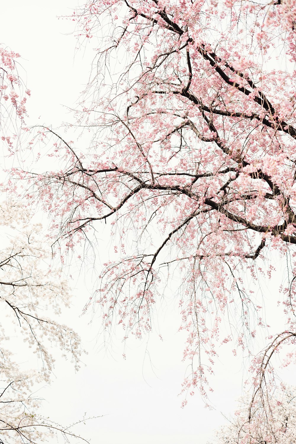 black and white trees