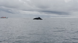 A boat approaching a group of humpback whales in clear ocean waters.