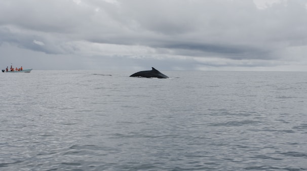 A boat approaching a group of humpback whales in clear ocean waters.