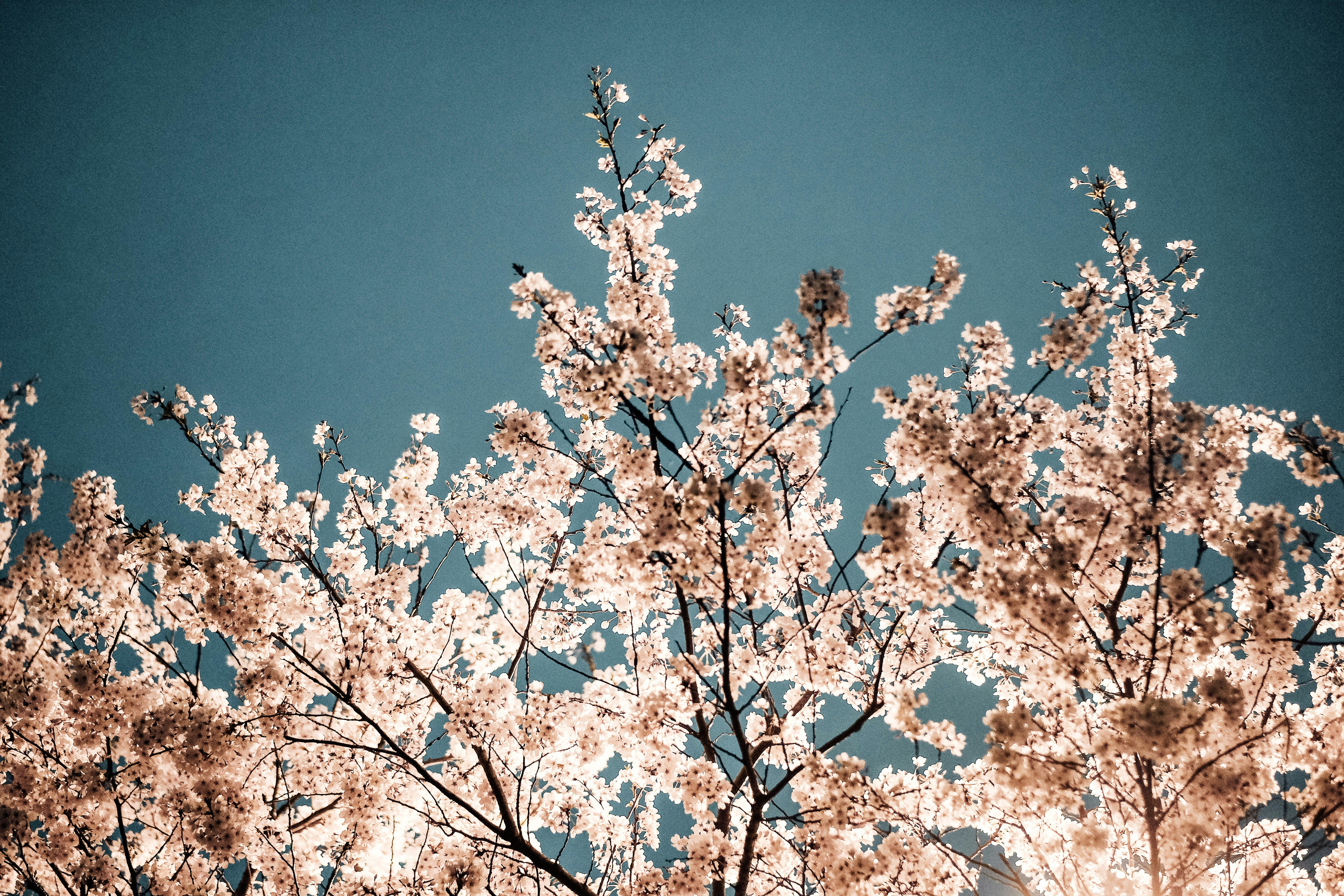 Photo by insungpandora