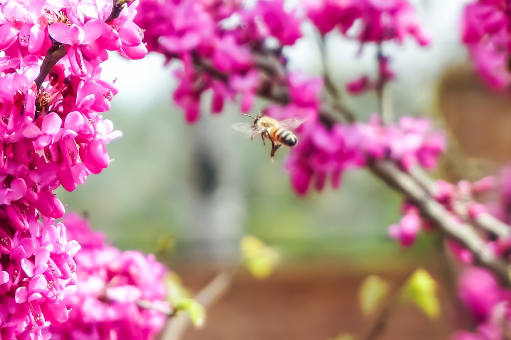 Fotografia da lente tilt shift da abelha perto de flores cor-de-rosa durante o dia