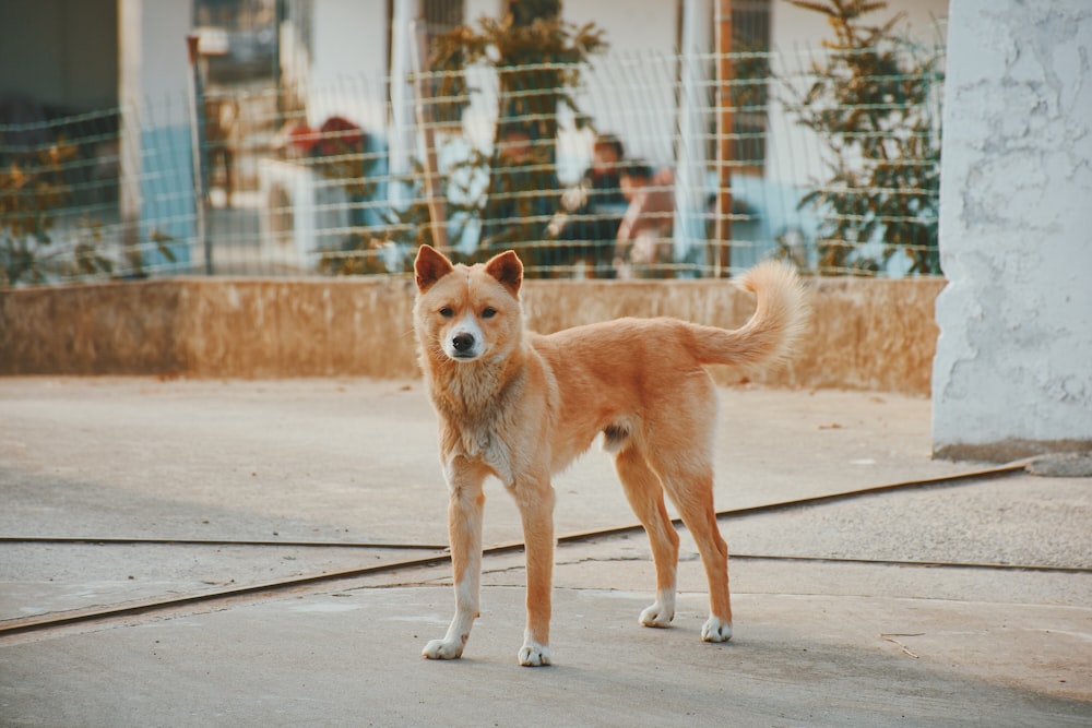 short-coated brown dog