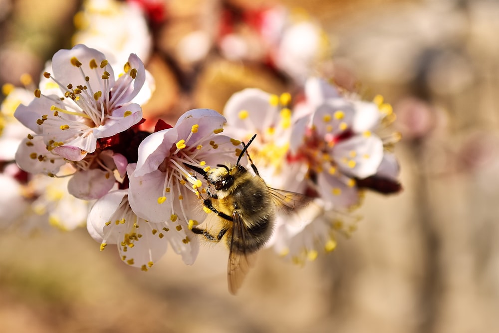 foto a fuoco selettiva di vespa su fiore petalo