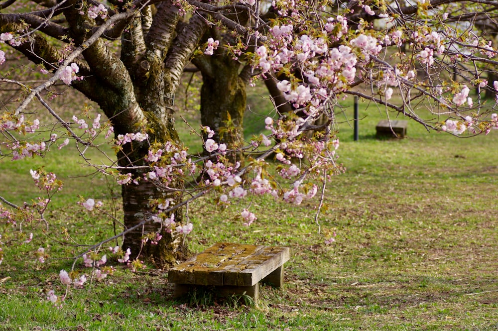 photography of brown wooden bench beside sakura tree