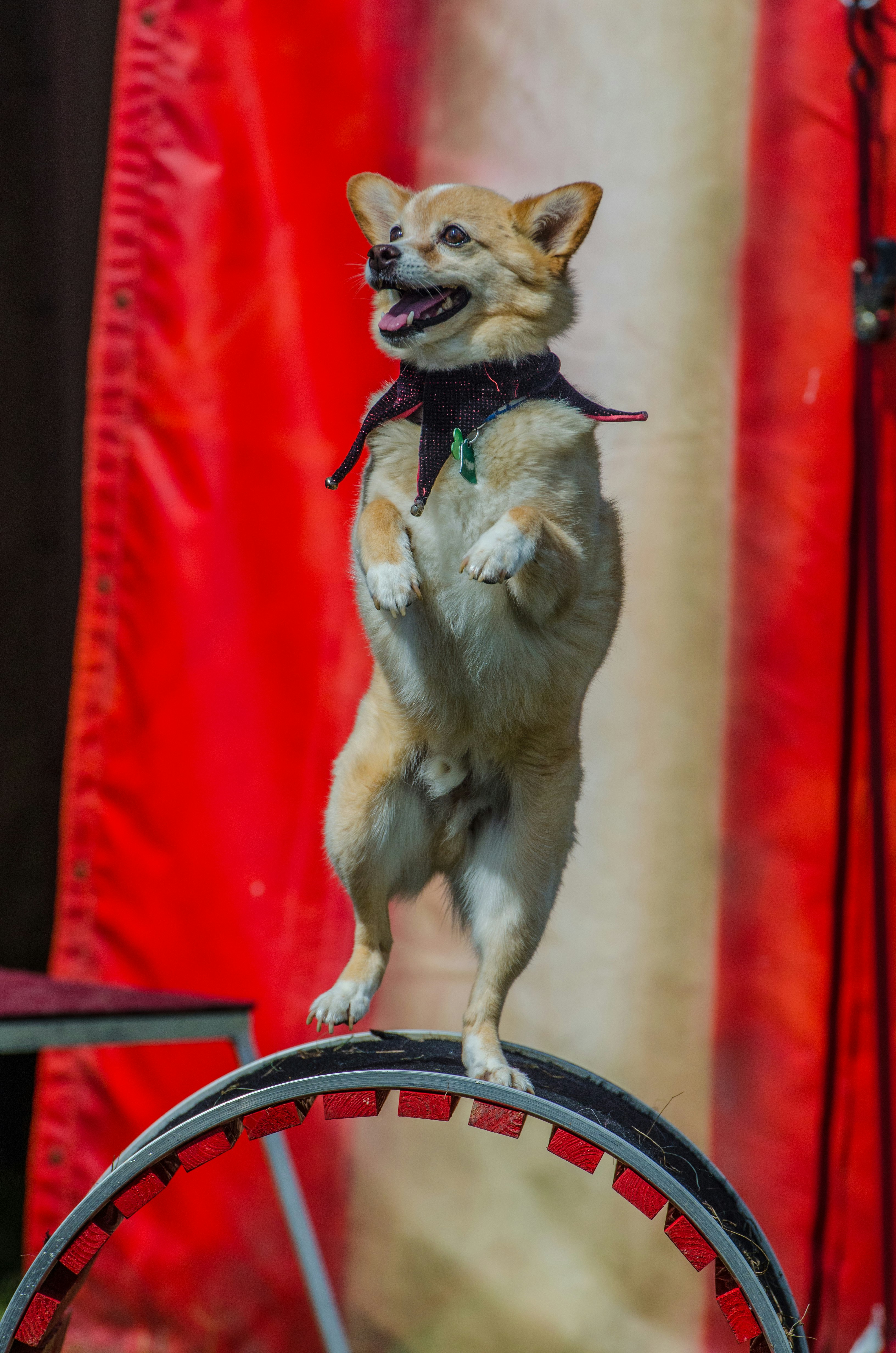 Photo de dog dancing par Kevin Jarrett