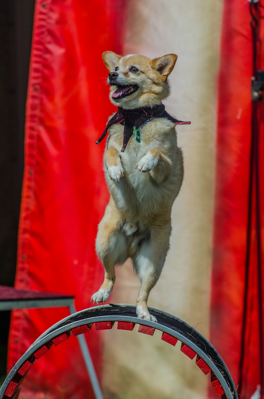 dog balancing on wheel