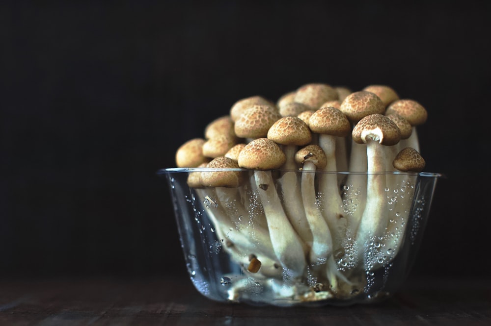 clear glass cup filled with mushroom