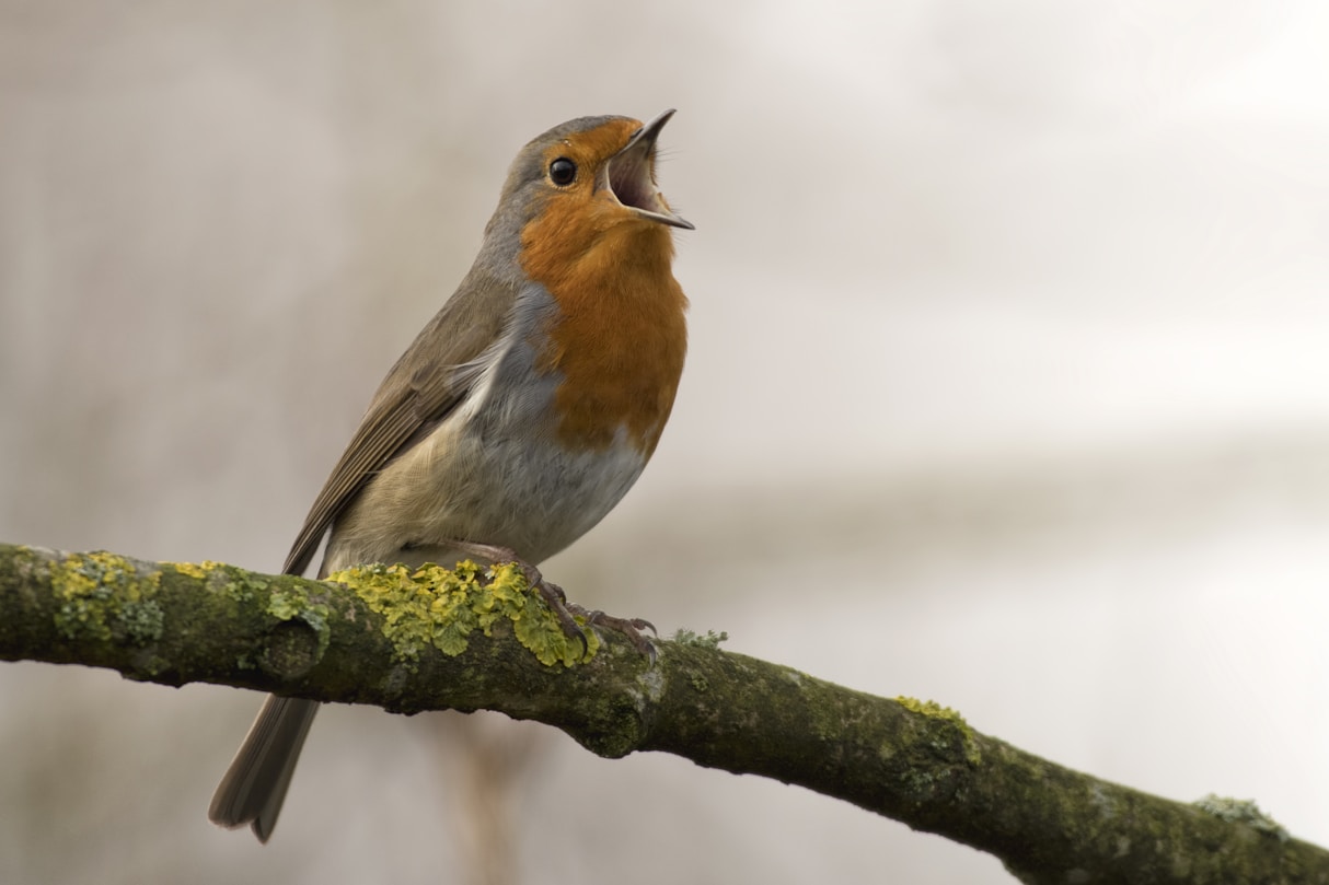 bird singing on tree