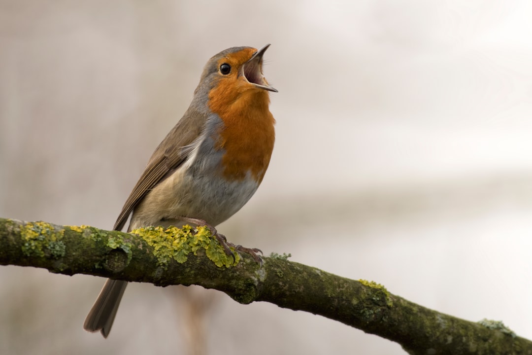  bird singing on tree robin