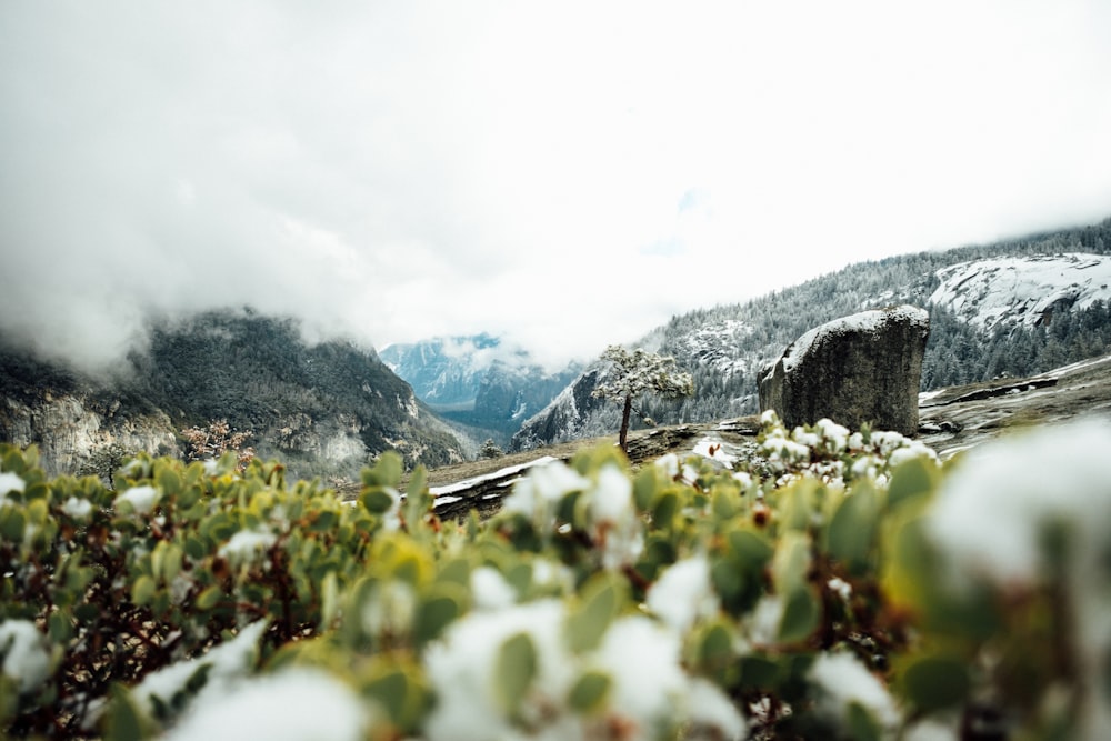 flower field at daytime