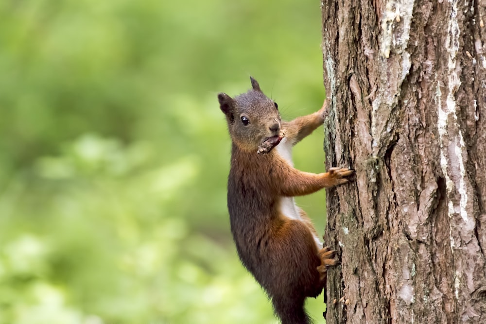 esquilo marrom na árvore