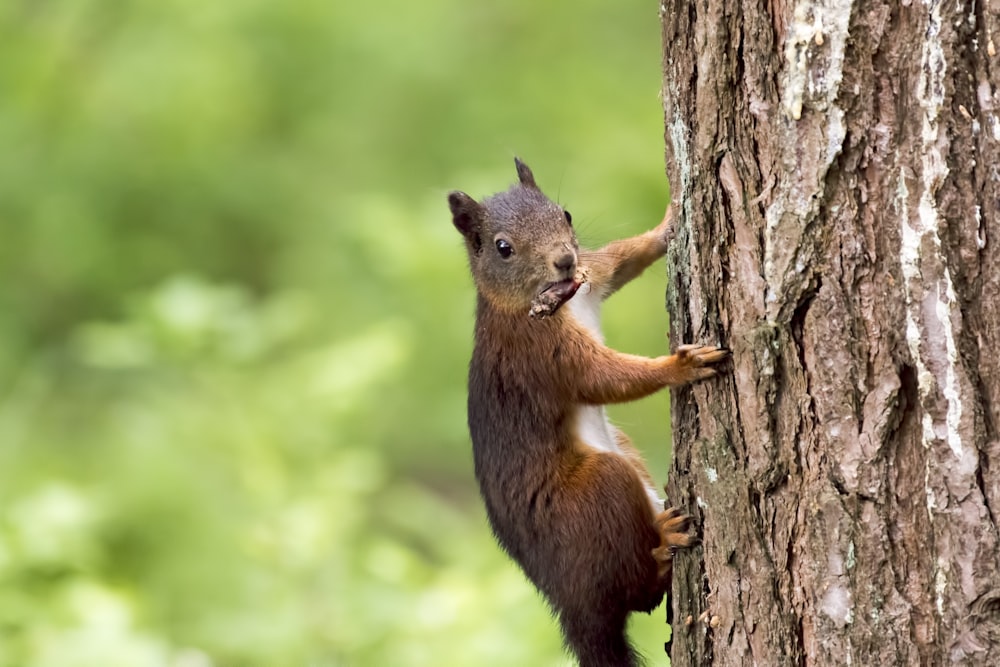 brown squirrel on tree