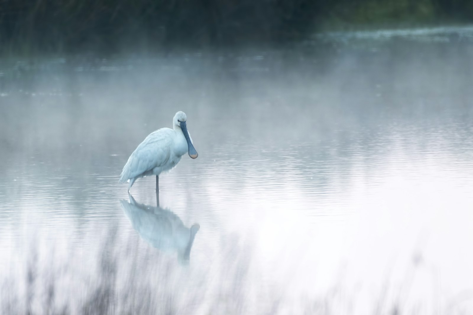 Nikon AF-S Nikkor 200-500mm F5.6E ED VR sample photo. Bird walking on shallow photography