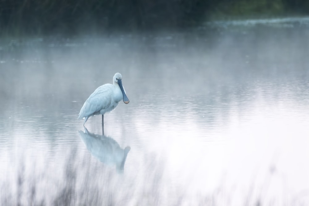 bird walking on shallow body of water during daytime