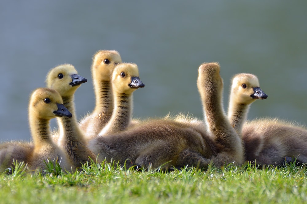 草の上にいる6羽の鳥の雛