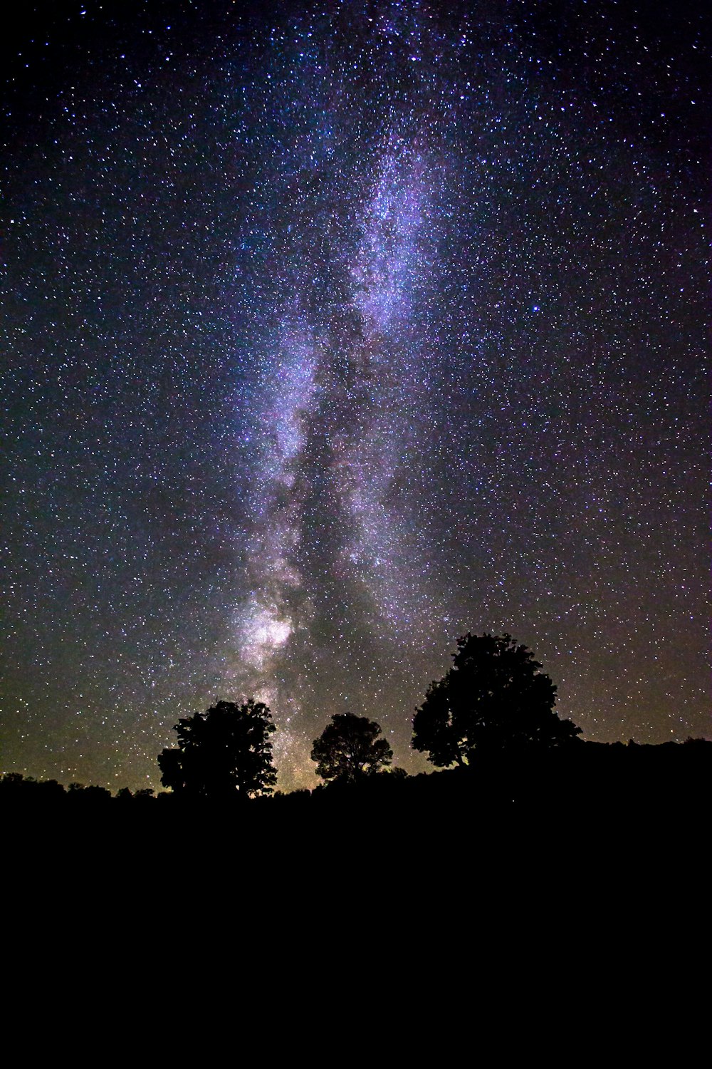 Silhouette d’arbres sous la galaxie de la Voie lactée